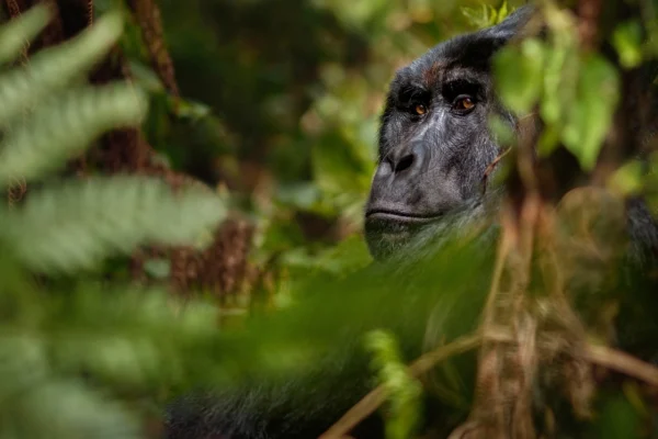 Guide to Gorilla Trekking in Rwanda: An Unforgettable Luxury Experience